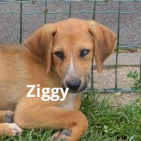 ziggy01